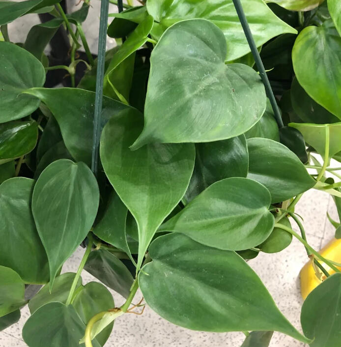 Heartleaf Philodendron trailing from a hanging basket, with glossy dark green heart-shaped leaves.