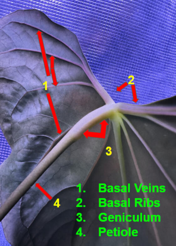 Diagram of the junction where an Anthurium petiole meets the leaf blade, with four parts labelled: basal veins, basal ribs, geniculum, and petiole.