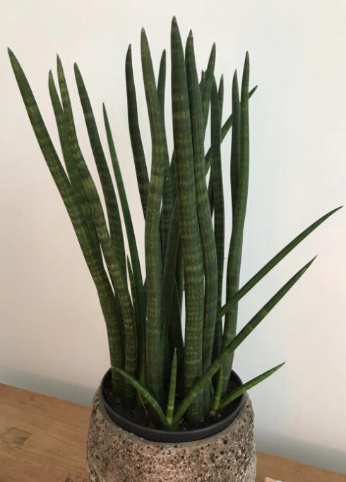 Cylindrical snake plant with stiff upright spear-tipped leaves in a mottled grey stone pot.