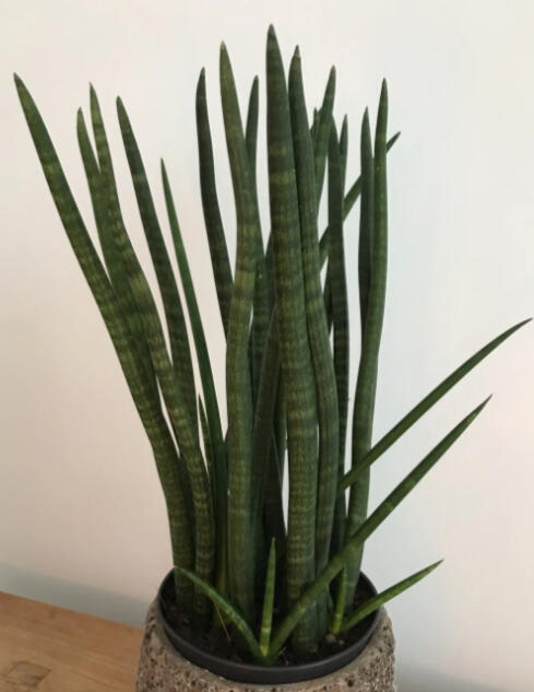 Cylindrical snake plant with stiff upright spear-tipped leaves, in a grey stone pot on a wooden floor.