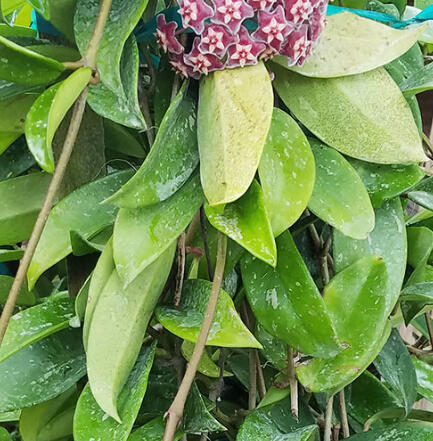 Hoya carnosa with thick waxy silver-flecked leaves and a rounded cluster of small pink star-shaped flowers.