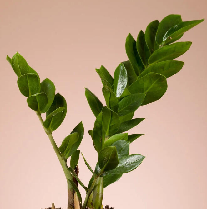 ZZ plant with two glossy dark green pinnate stems against a dusty pink backdrop.