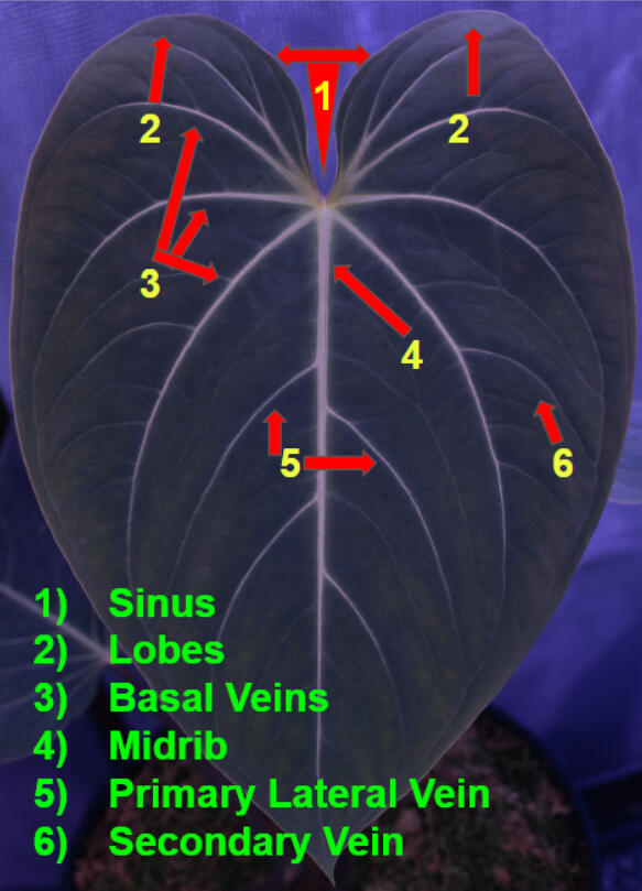 Diagram of a dark velvet Anthurium leaf with six parts labelled: sinus, lobes, basal veins, midrib, primary lateral vein, and secondary vein.