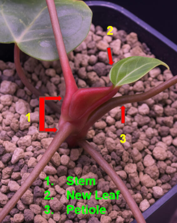 Top-down diagram of a young Anthurium growing in coarse pumice, with three parts labelled: stem, new leaf, and petiole.