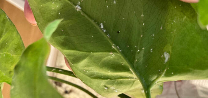 A hand holding up the underside of a broad green leaf, showing scattered white cottony mealybug specks and faint stippling.