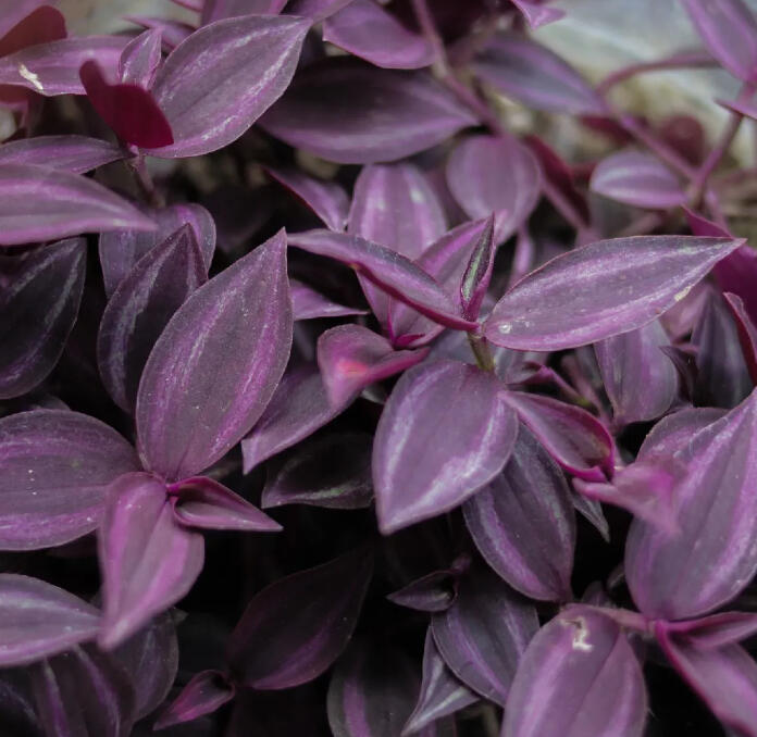 Tradescantia zebrina with pointed purple and magenta leaves striped in silver.