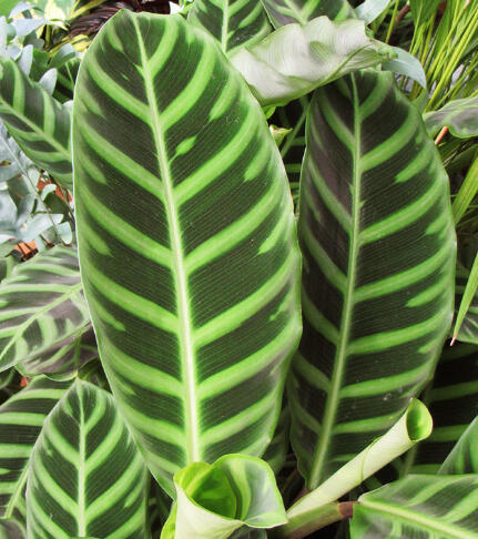 Calathea zebrina with upright oval leaves marked by light green chevron bars over deep green.