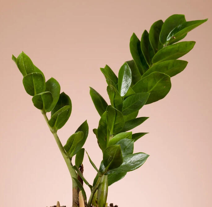 ZZ plant with glossy dark green pinnate stems rising from the soil, against a dusty pink backdrop.