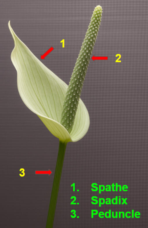 Diagram of an Anthurium bloom with three parts labelled: spathe, spadix, and peduncle.