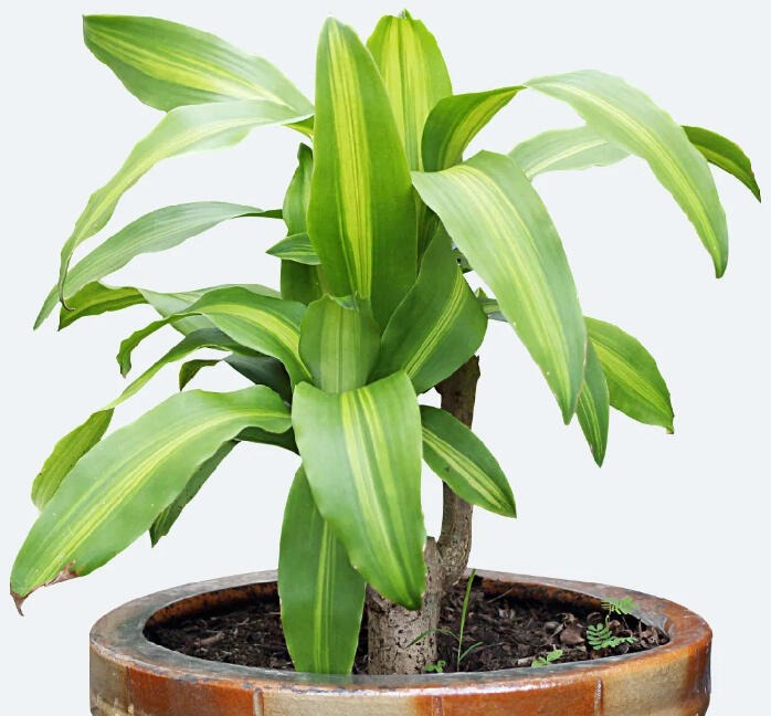 Dracaena with broad arching leaves striped yellow-green down the centre, growing on a woody cane.