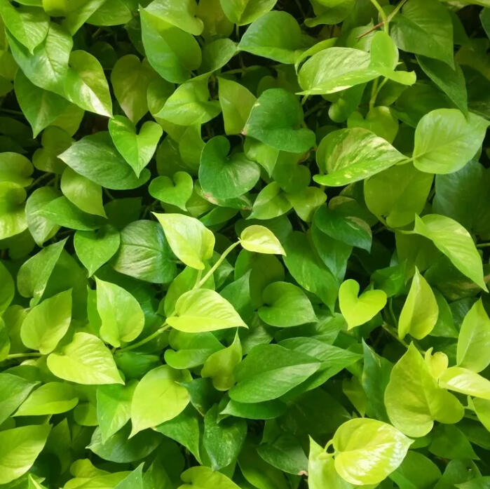 Dense mass of Golden Pothos leaves in bright green and chartreuse, filling the frame.
