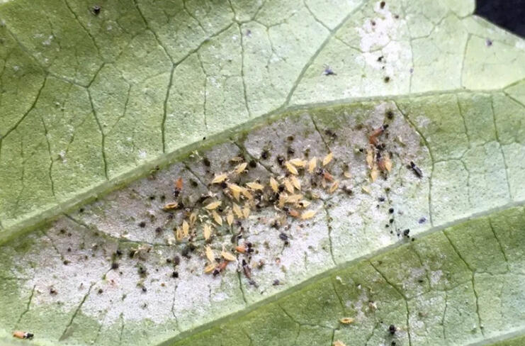 Thrips infestation: around twenty pale yellow thrips larvae crowded on a silvered, stippled patch on the underside of a leaf, with scattered black frass specks.