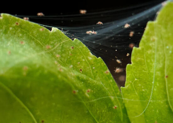 Spider mite infestation: fine webbing strung between two green leaves, with pale mites on the strands and brown stippling damage across the leaf surfaces.