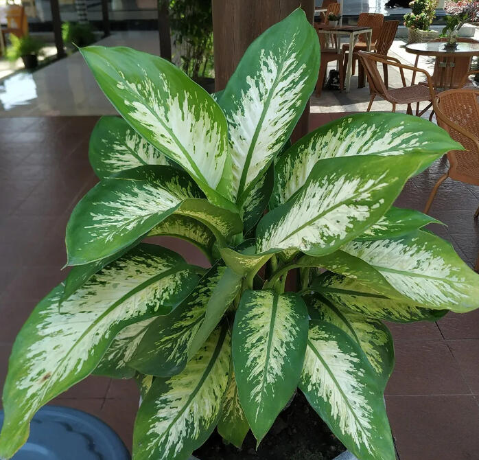 Dieffenbachia with large pointed leaves marbled cream-white over green.