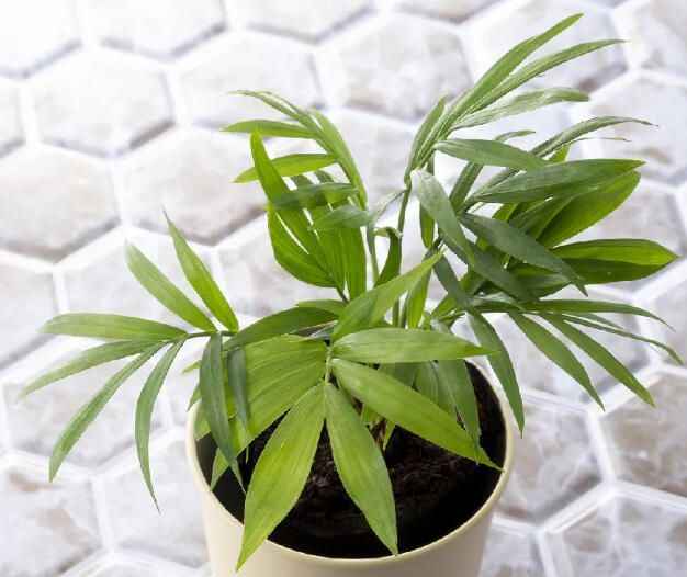 Parlor palm with slender arching fronds in a plain cream cylindrical pot.
