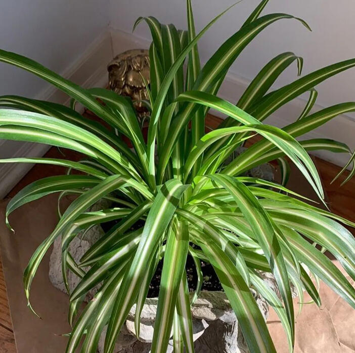 Variegated spider plant with arching cream and green striped leaves, seen from above.